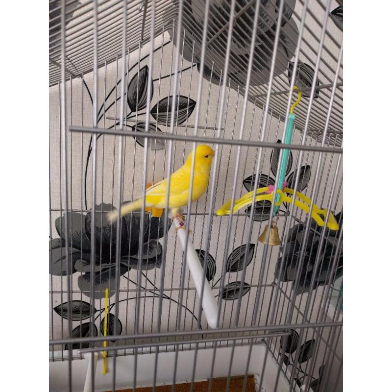 Beautiful male canary, cage and food