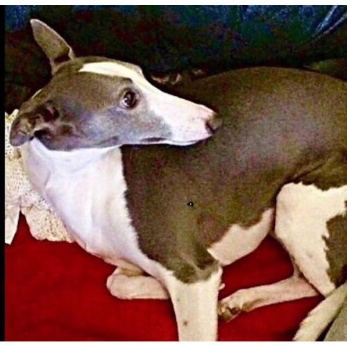 Lost dog. Whippet