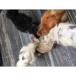 Silkie chickens and coupe for sale