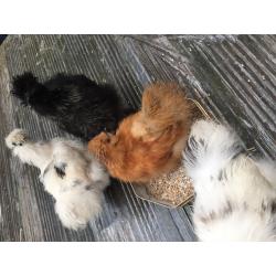 Silkie chickens and coupe for sale