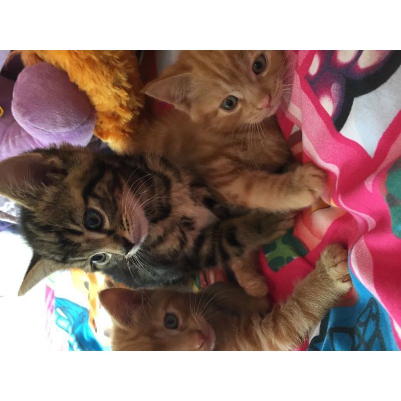 ****Very Cute Female and Male Ginger and Tabby 8 Weeks Old Kittens Ready For There Forever Home***