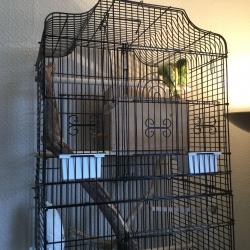 Parrotlets for sale with cages.