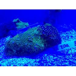 Large Zoa colony - marine coral