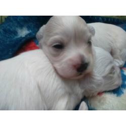 Mini Maltese puppies for sale