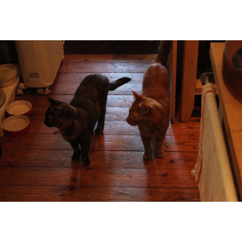 Looking for a new and loving home for 2 beautiful cats. No charge.