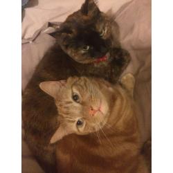 Looking for a new and loving home for 2 beautiful cats. No charge.