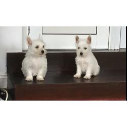 Westie puppys