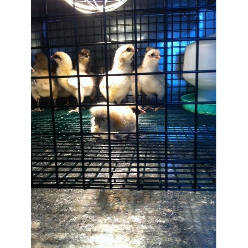 Jersey giants chickens chicks poultry eggs