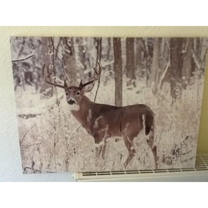 Deer stag canvas picture