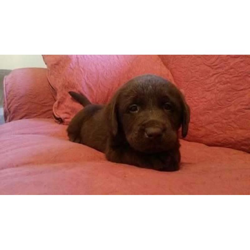 Beautiful litter of kc registered Chocolate Labrador puppies