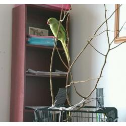 Green parrot (little alexander)