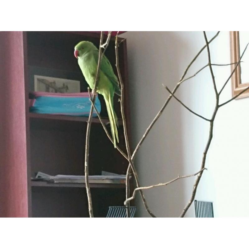 Green parrot (little alexander)