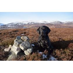 Dog walking service available in Aboyne, Ballater and Tarland areas