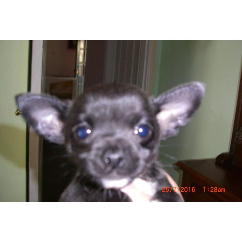 chihuahua puppies for sale
