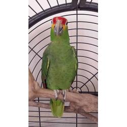 7 yr old red lored amazon parrot (PLEASE READ ALL FIRST)