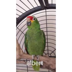 7 yr old red lored amazon parrot (PLEASE READ ALL FIRST)