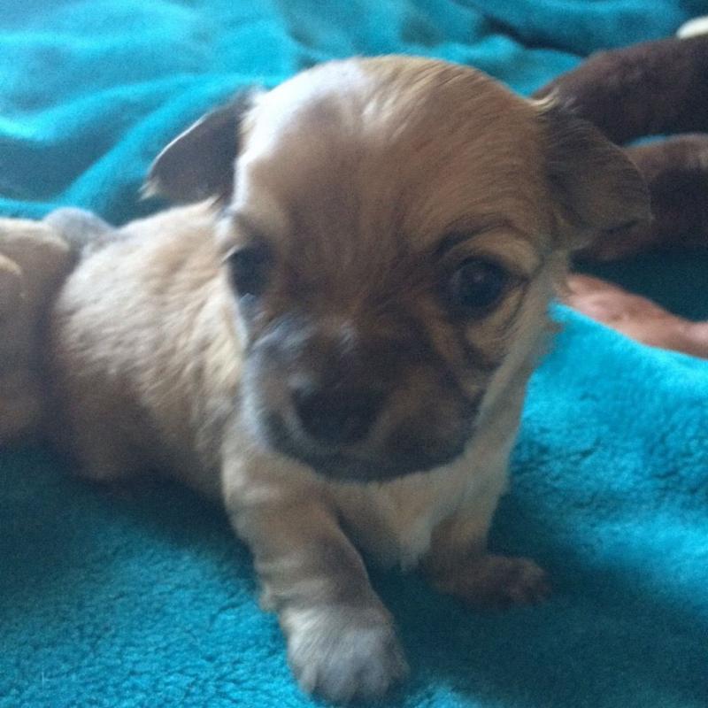 Beautiful chihuahua puppy for sale