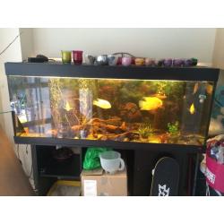 Five foot fish tank for sale