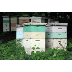 Beekeeping-Bee hives and polynucs available.