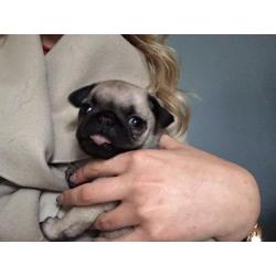 Kc pug puppies for sale
