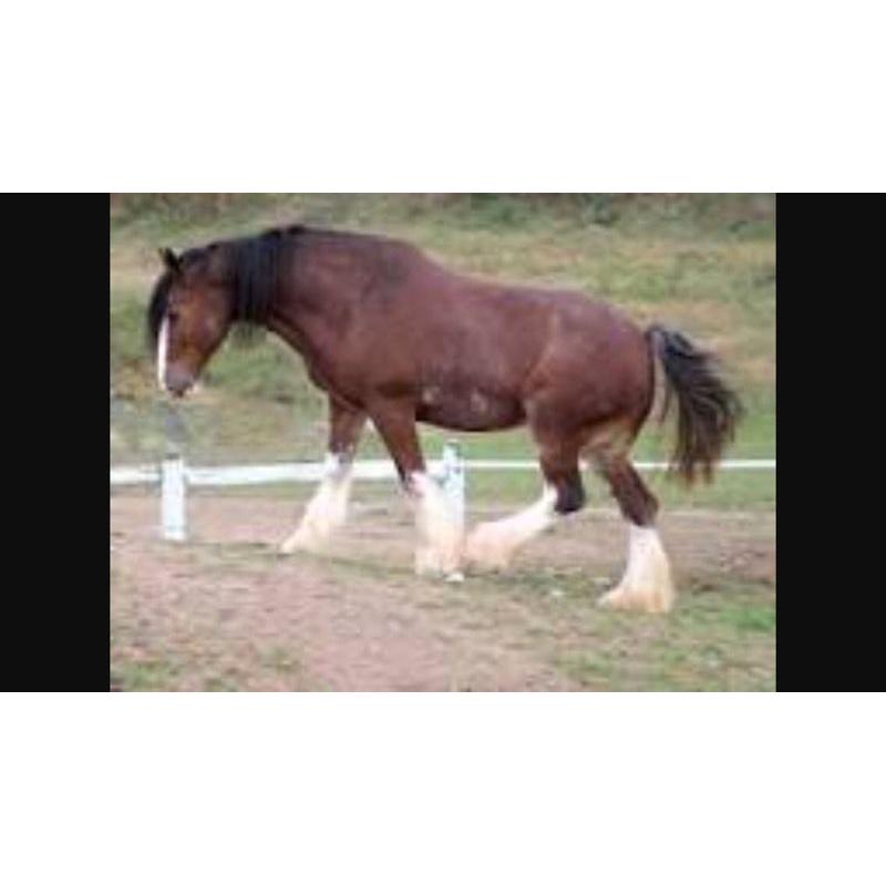 Looking Clydesdales our shire
