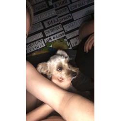Morkie pup for sale