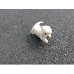 Westie pup for sale