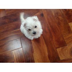 Westie pup for sale
