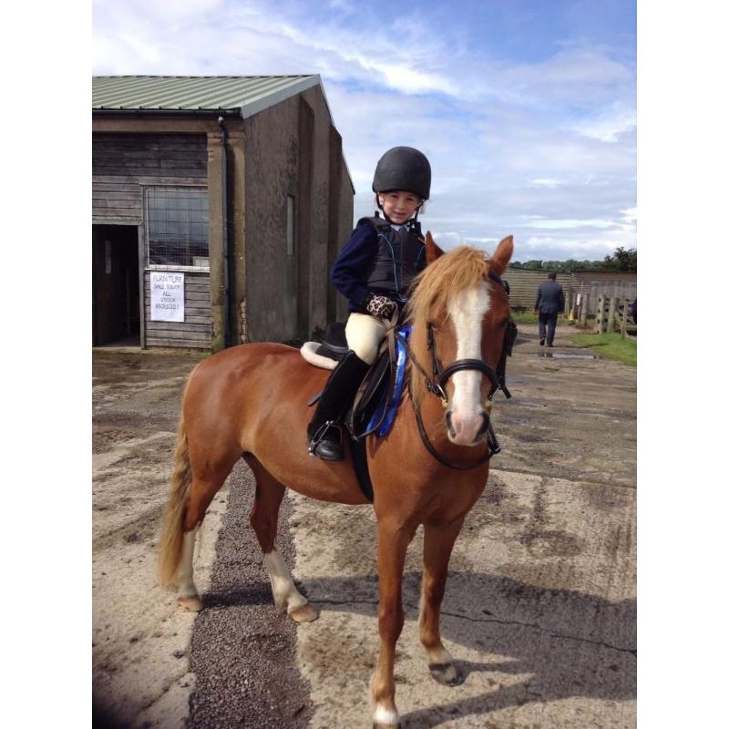 Much Loved 16 Yr old Lead Rein/Second Pony