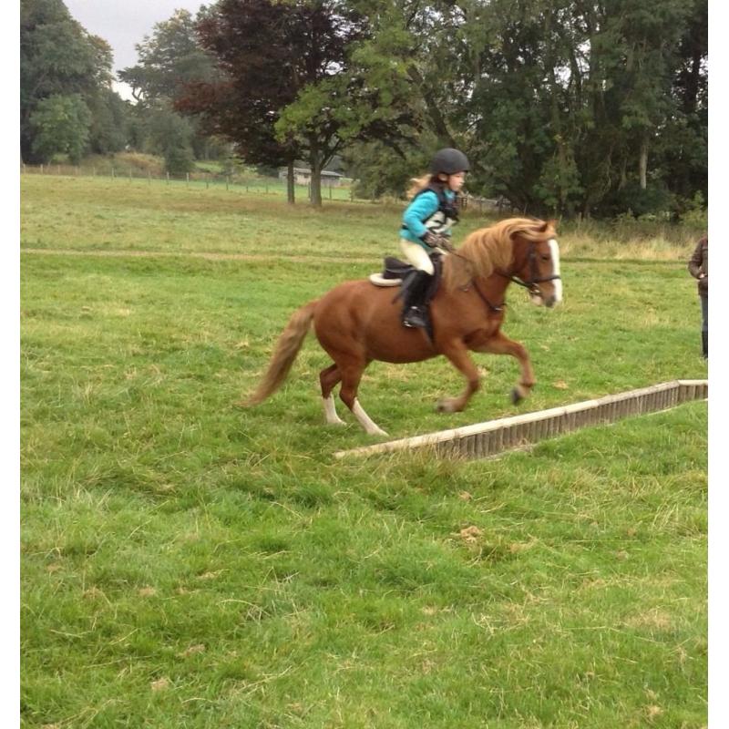 Much Loved 16 Yr old Lead Rein/Second Pony