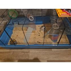 3 Female Roborouski hamsters.
