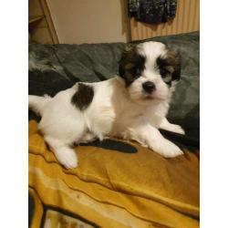 Lhasa-apso pup for sale
