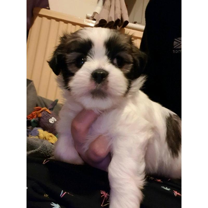 Lhasa-apso pup for sale
