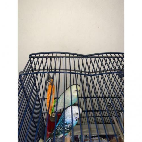 Budgies with Cage and Accessories :)