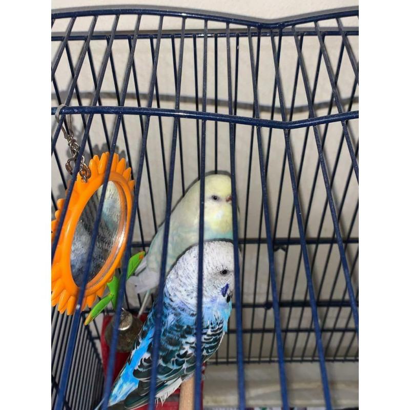 Budgies with Cage and Accessories :)