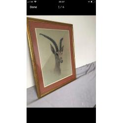 Grants gazelle framed print