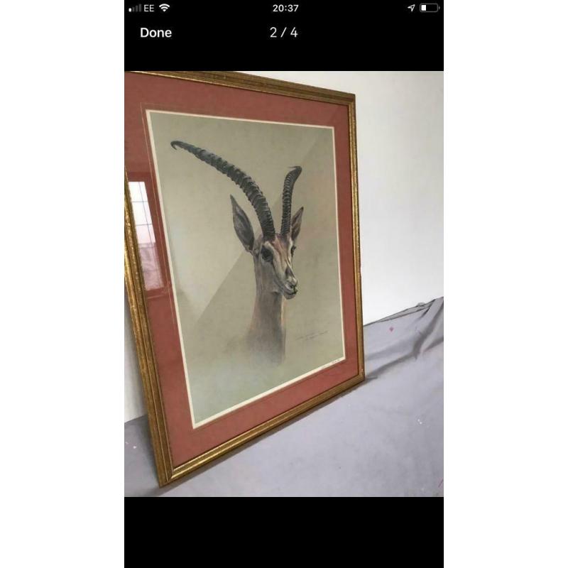 Grants gazelle framed print