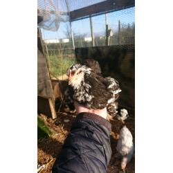 Point of lay bantam pullets and silkies