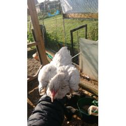 Point of lay bantam pullets and silkies