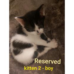 kittens ALL RESERVED