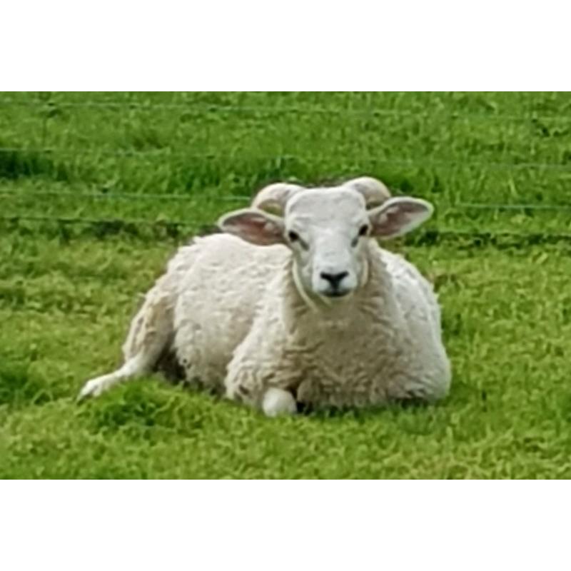 2 beautiful pet ram lambs / sheep for sale.