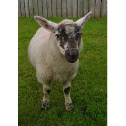 2 beautiful pet ram lambs / sheep for sale.